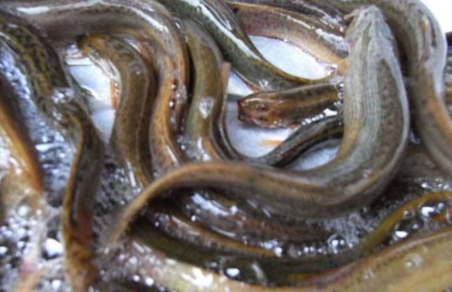 泥鳅养殖技术要点