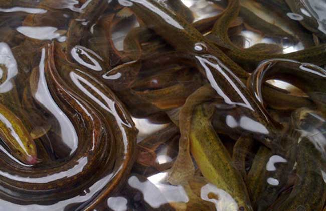 养泥鳅需要多少成本?