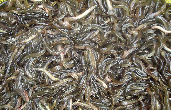 养一亩泥鳅能挣多少钱?