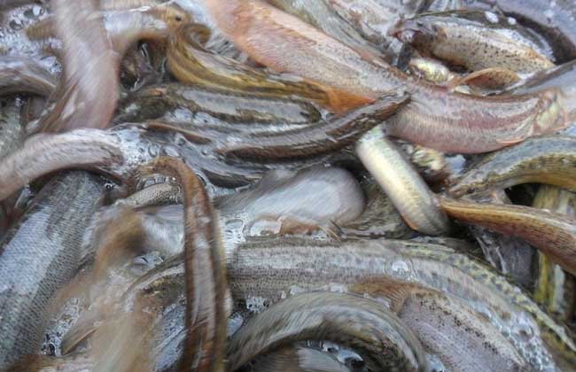 泥鳅和黄鳝哪个好养殖?