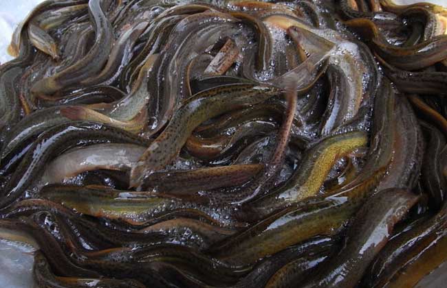 泥鳅吃什么食物?