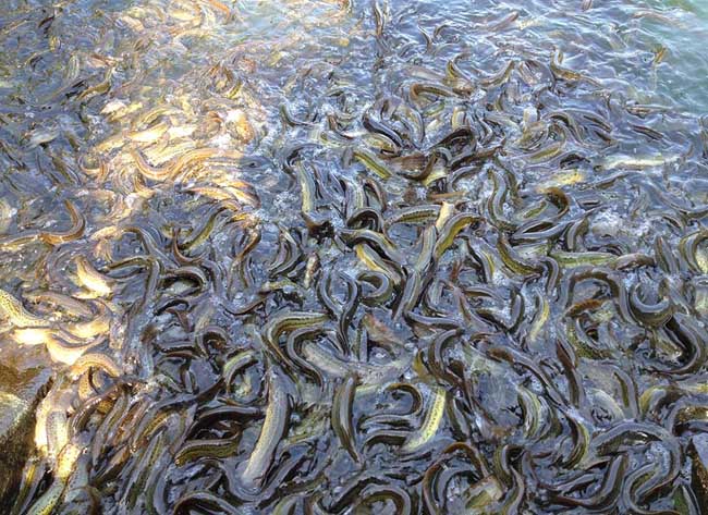 泥鳅如何才能安全越冬?