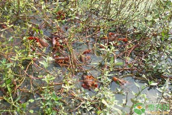 小龙虾进行工厂化育苗技术要点