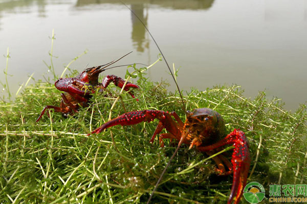 养殖小龙虾普遍水草品种