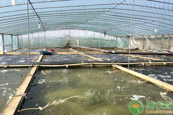 怎样培育好虾苗:虾苗换水过程