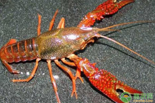 幼虾何时投放更为适合？小龙虾苗种稻田培育技术