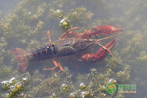 小龙虾碰到天气回暖，养殖户怎样预防青苔？