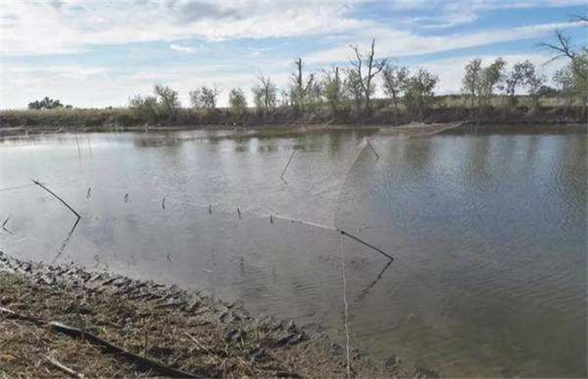 阴雨天小龙虾池塘管理要点