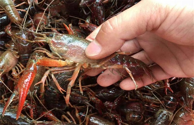 小龙虾白斑病的防治方法