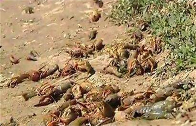 小龙虾大量死亡常见的原因