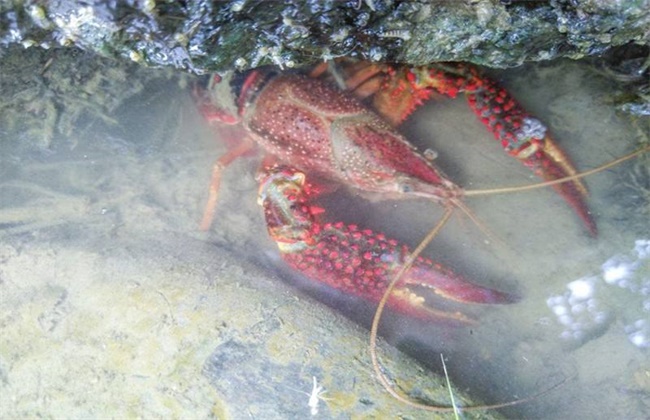 小龙虾烂壳病症状及防治方法