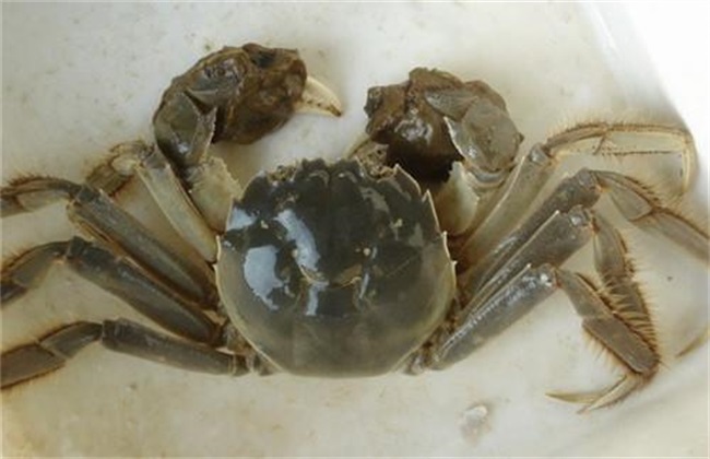 螃蟹养殖常犯的错误