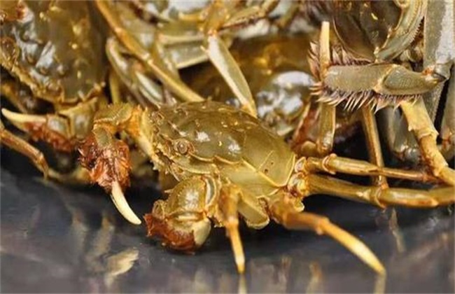 螃蟹高产养殖注意事项