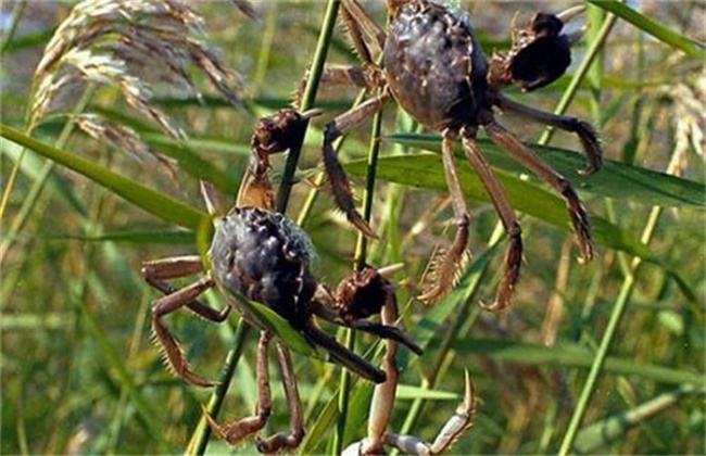 螃蟹与虾混养技术