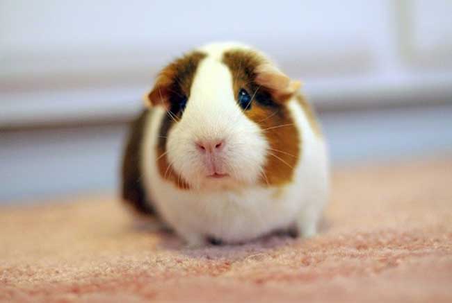 荷兰猪咬人吗？