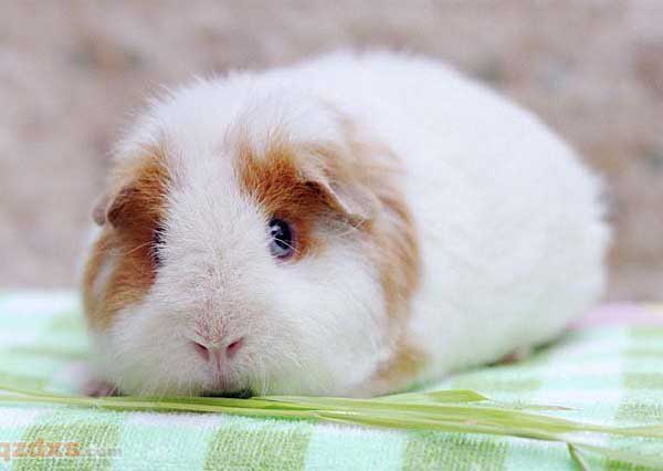 彩豚的养殖技术