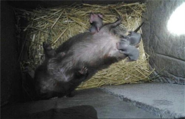 竹鼠带仔期间的管理