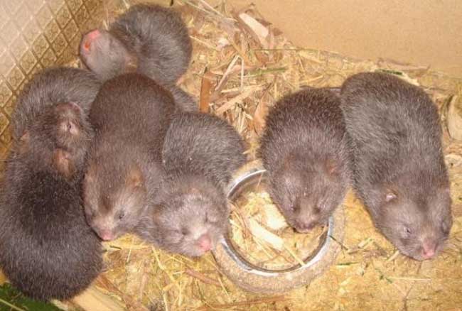 竹鼠的养殖成本预算