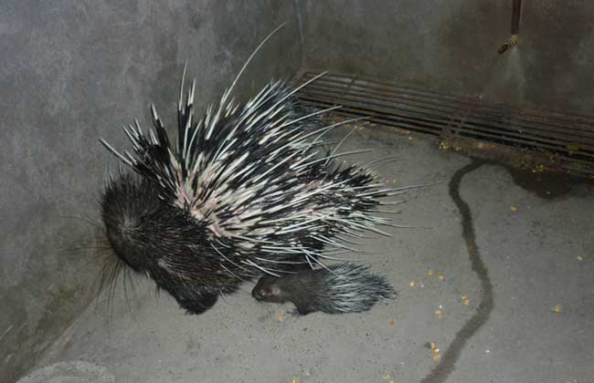 现在养殖豪猪有销路吗?