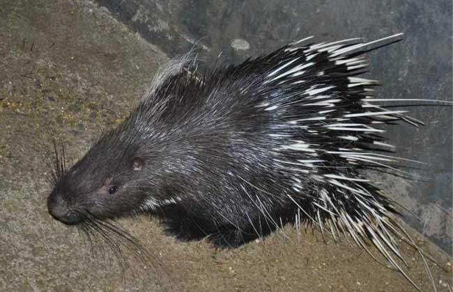 养殖豪猪需投资多少钱?