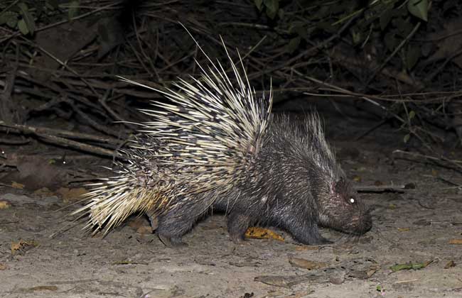 养豪猪要办什么手续?