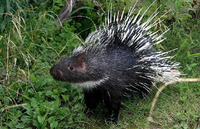 豪猪养殖是骗局吗?