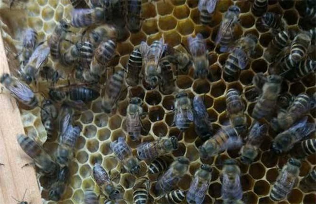 工蜂产卵会导致灭群吗?工蜂产卵补救措施