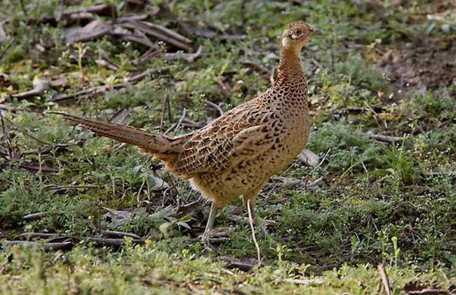 野鸡窝一般在什么地方?