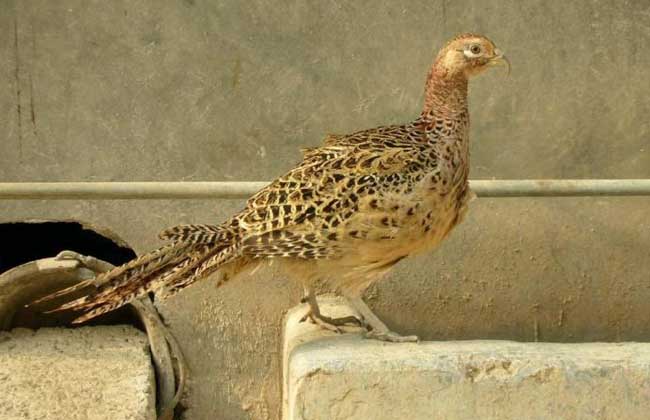 养殖野鸡需要多大投资?