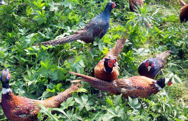 养野鸡需要办什么手续?