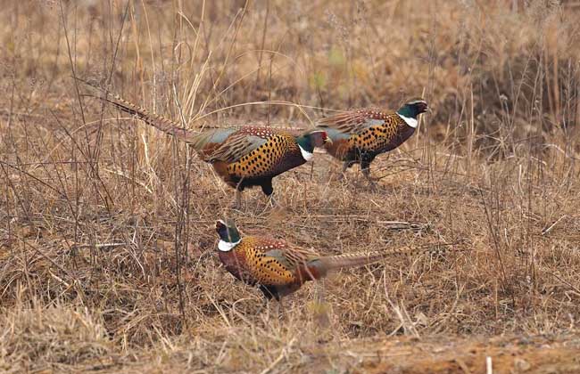 野鸡晚上在什么地方?