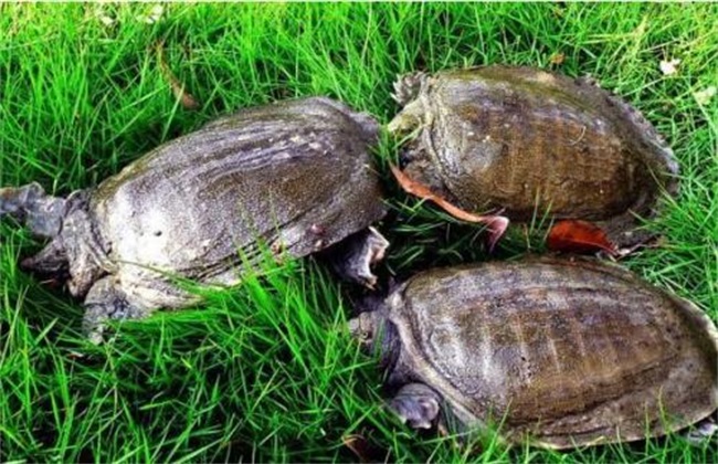 甲鱼养殖环境要求