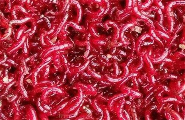 红虫养殖要点
