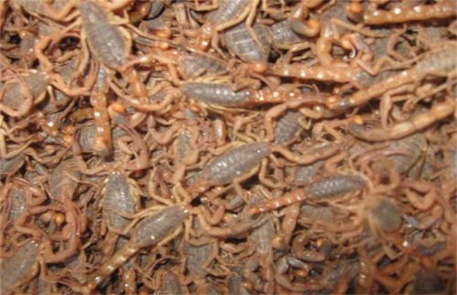 新手养蝎子要注意什么