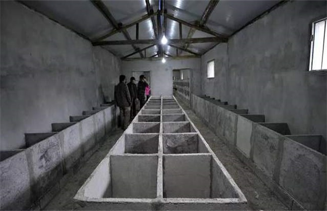 竹鼠养殖如何安全越冬