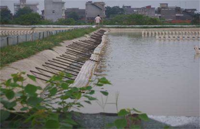 甲鱼的池塘养殖技术