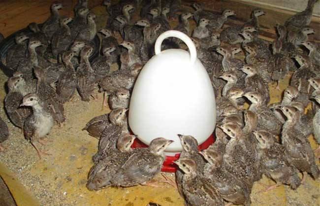 鹧鸪育雏饲养技术