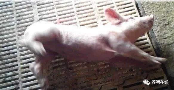 秋冬季节温差较大,猪伪狂犬病如何防控?