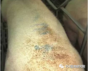 母猪腿软蹄裂,你找到原因了吗?
