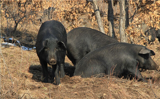 仔猪便秘怎么办?解决办法这里有!