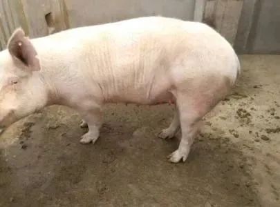 母猪便秘不用愁,以下八种解决方法,总有适合的!