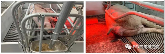 母猪产后连续4天不吃,原因竟是它