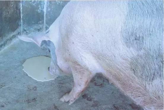 当你的猪呕吐了,你首先想到的是?