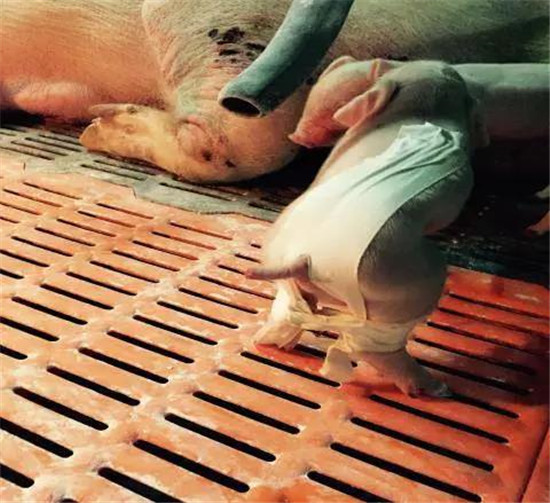 产房仔猪八字腿与肠疝气医用胶布法矫正与治疗(图)