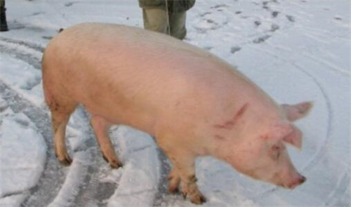 皮炎到底是什么?猪皮炎有那些临床表现?