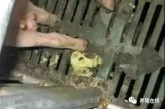 仔猪的饲养管理期 如何防治仔猪黄痢病?