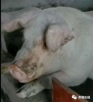 母猪有泪斑原来是这个原因,影响这么大吗?