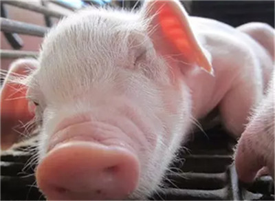 母猪产后瘫,严重缺钙怎么办?看这里!