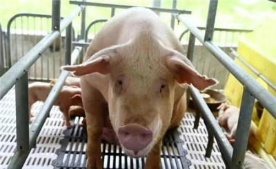 母猪产后,出现身体发热的情况怎么办?