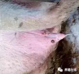 母猪子宫内膜炎,无伤清宫,百分之百配种成功!实测!